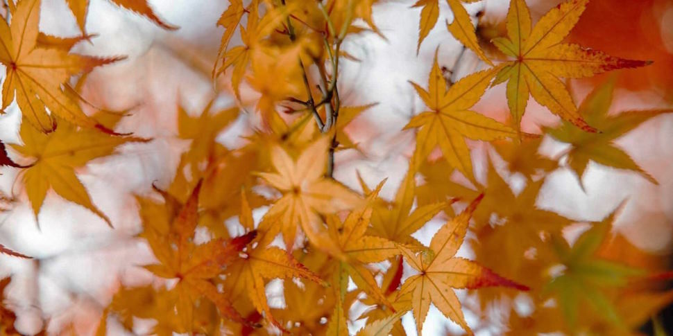 crisp autumn air